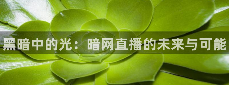 搜球吧直播 在线观看：黑暗中的光：暗网直播的未来与可能